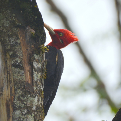 Magellanic Woodpecker